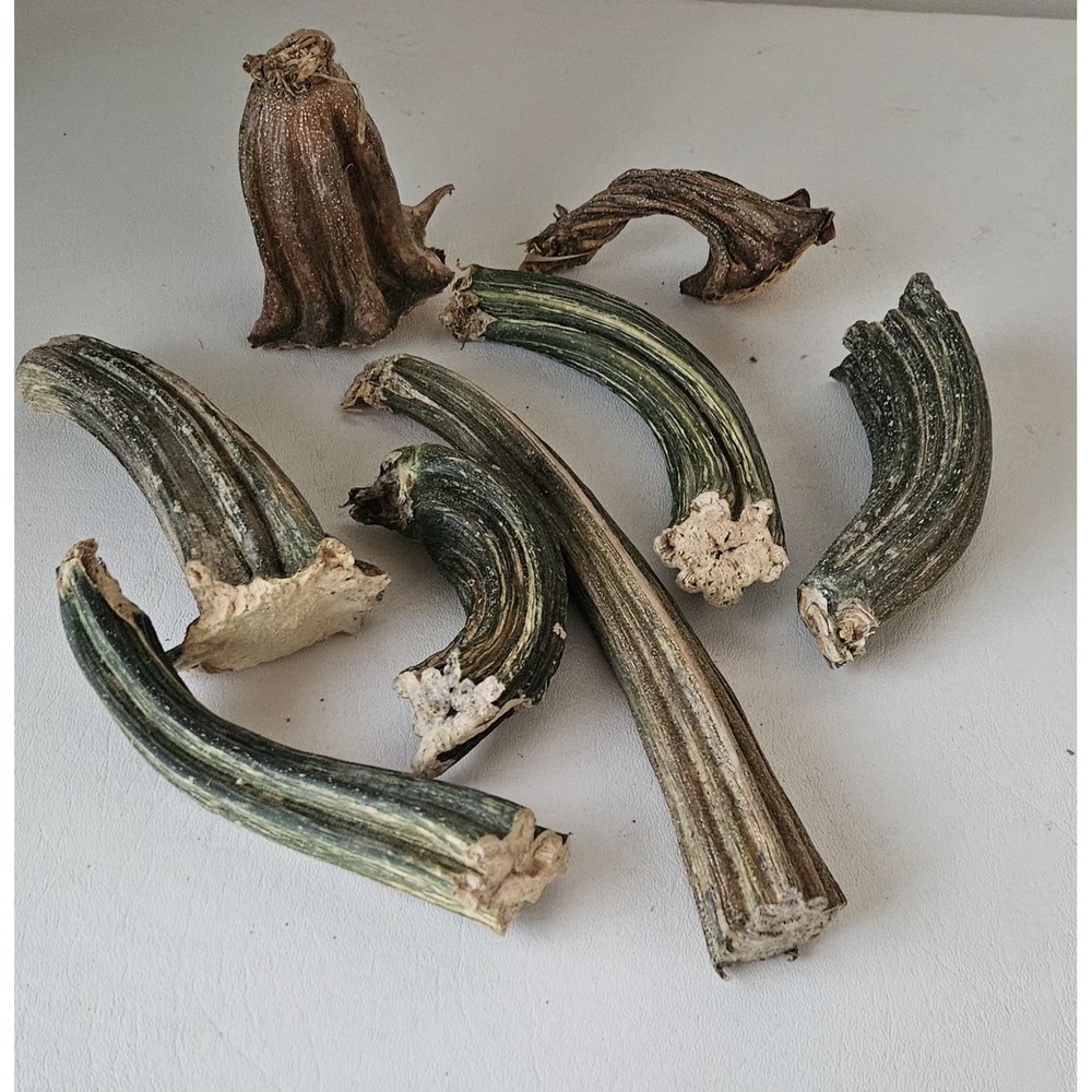 Naturally Dried Pumpkin Stems Various Sizes for Crafting - Picture 1 of 8